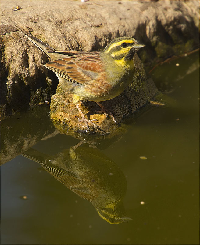 Mascle de Gratapalles (Emberiza cirlus)