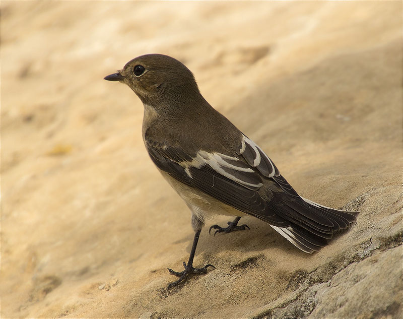 Femella de Mastegatatxes (Ficedula hypoleuca)