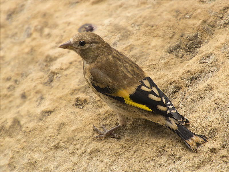 Jove de Cadernera (Carduelis carduelis)