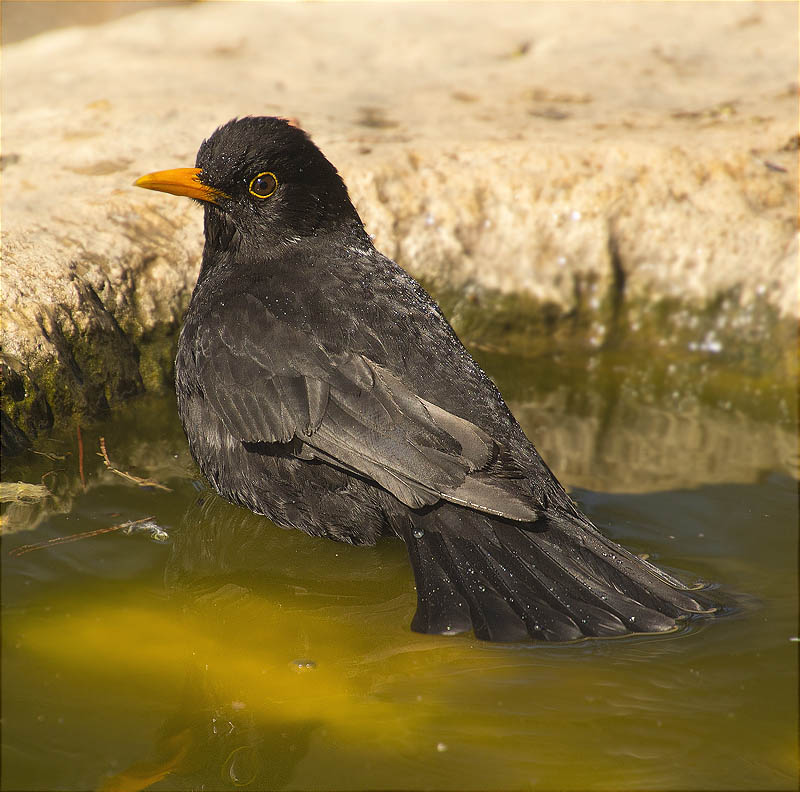 Mascle de Merla (Turdus merula)