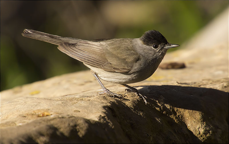 Mascle de Tallarol de casquet (Sylvia atricapilla)