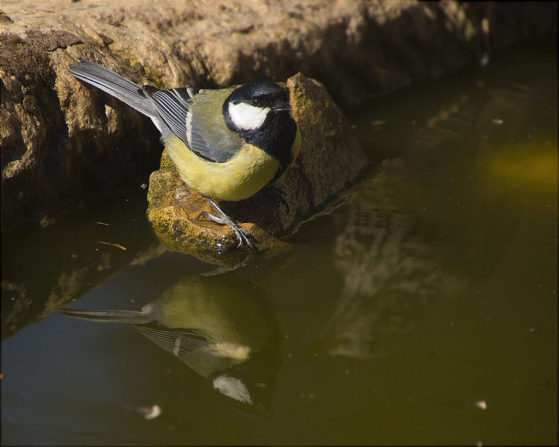 Mallerenga carbonera (Parus major)