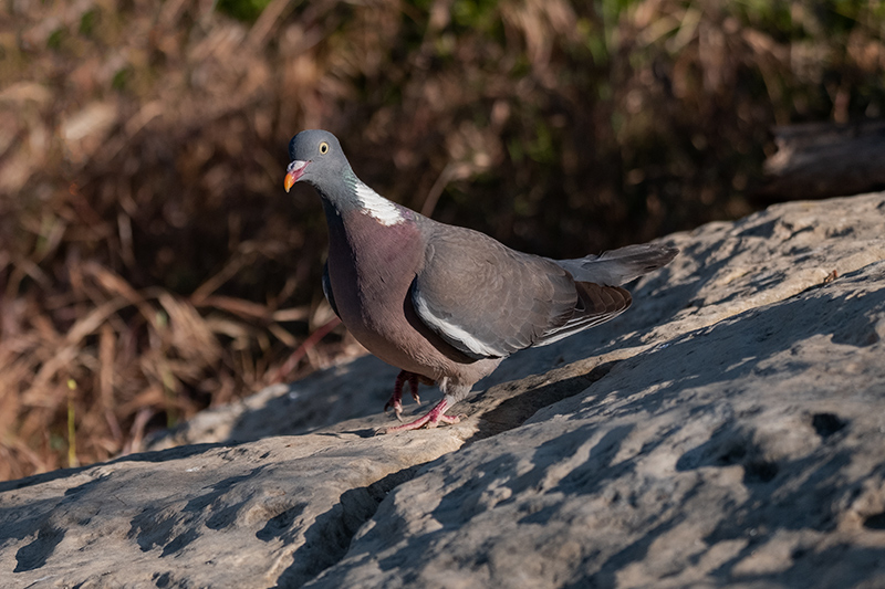 Tudó (Columba palumbus)