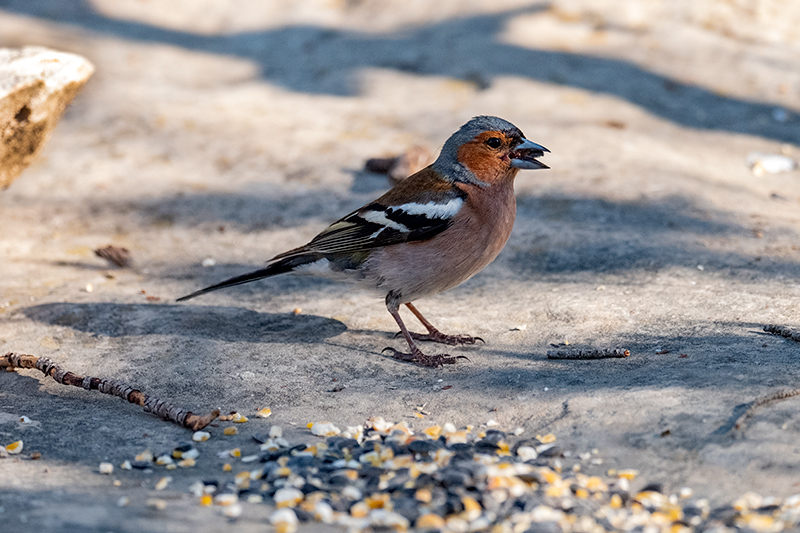 Pinsà comú (Fringilla coelebs)