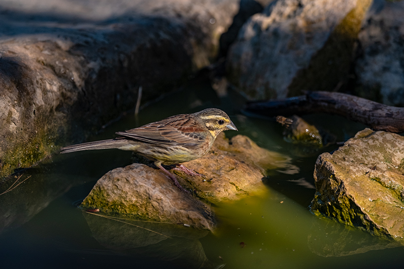 Gratapalles (Emberiza cirlus)