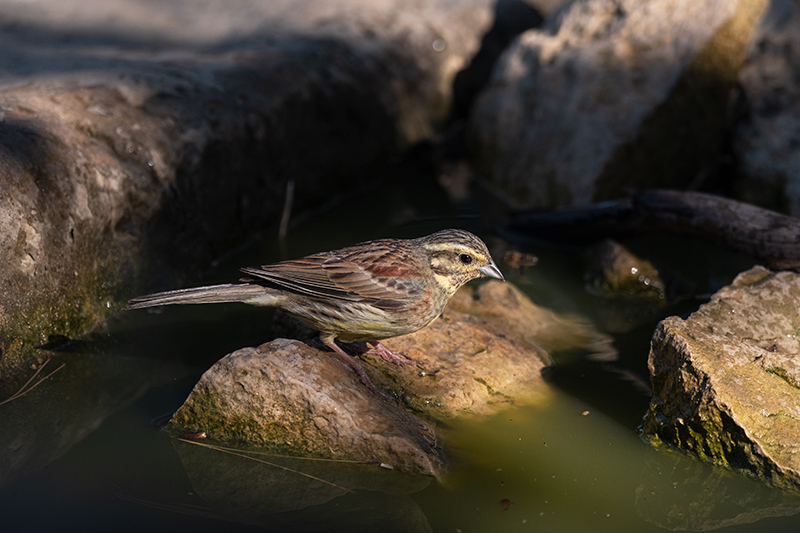 Gratapalles (Emberiza cirlus)