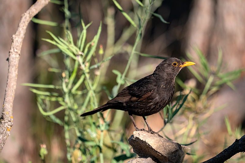 Merla (Turdus merula)