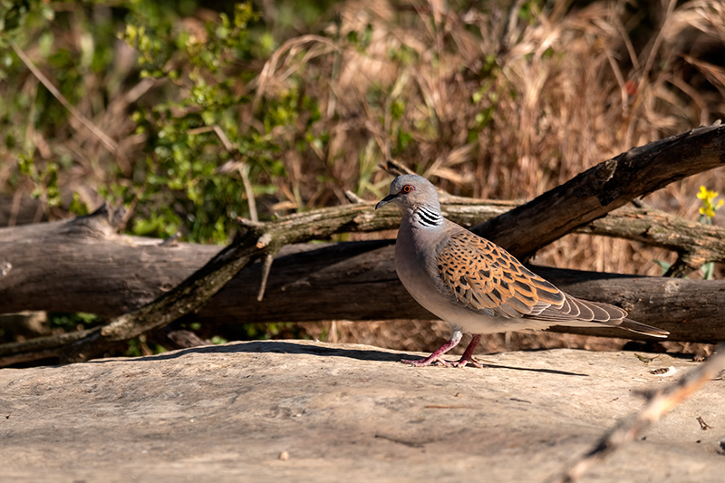 Tórtora (Streptopelia turtur)