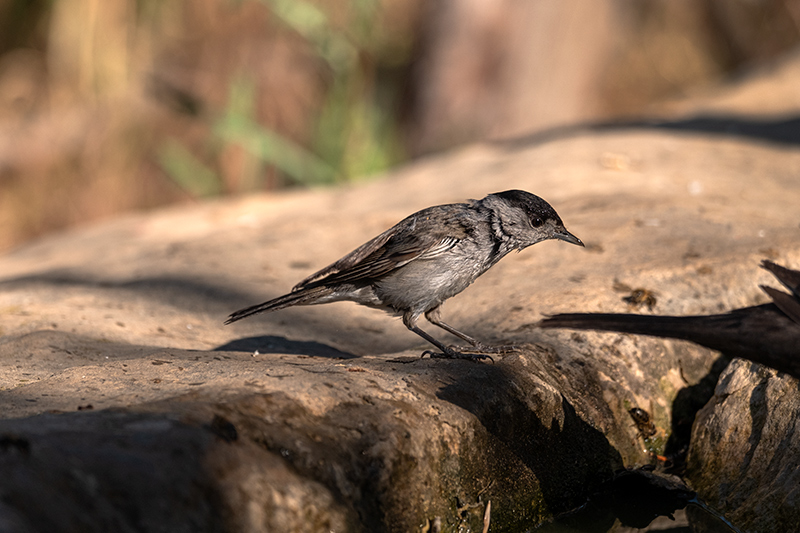 Tallarol de casquet (Sylvia atricapilla)