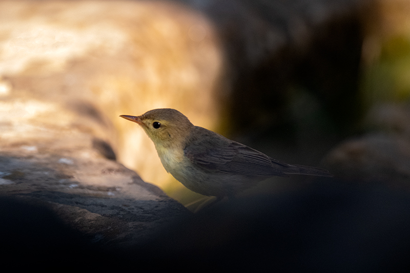 Mosquiter comú (Phylloscopus collybita)