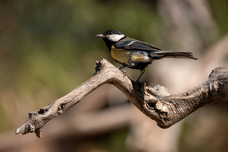 Mallerenga carbonera (Parus major)