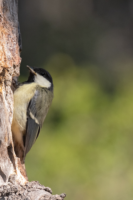 Mallerenga carbonera (Parus major)