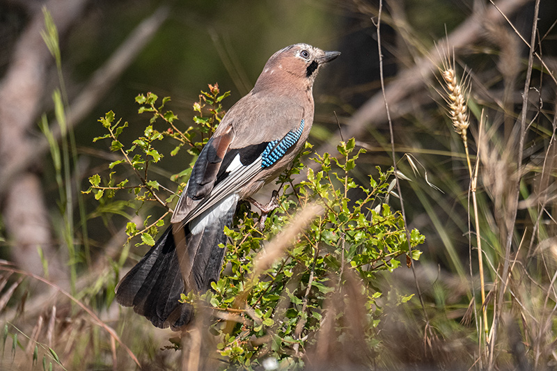 Gaig (Garrulus grandarius)