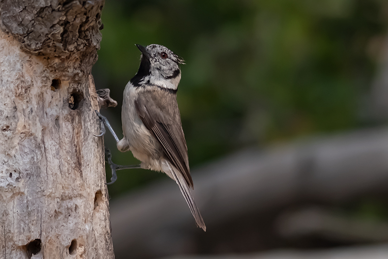 Mallerenga emplomallada (Parus cristatus)