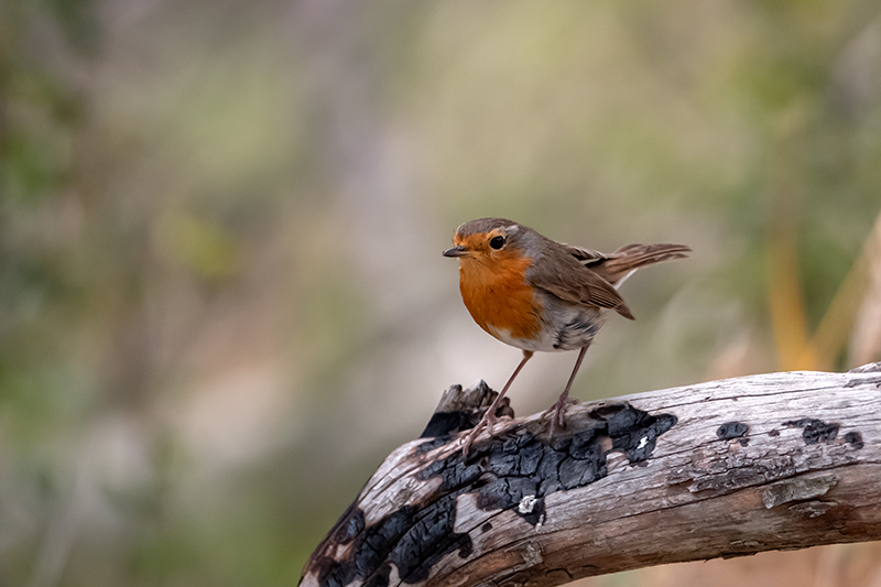 Pit roig (Erithacus rubecola)