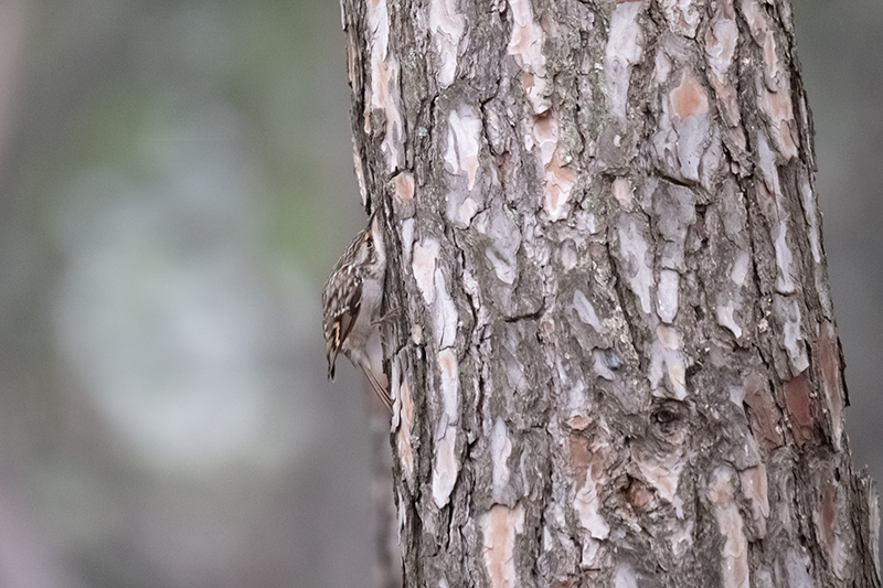 Raspinell comú (Certhia brachydactyla)