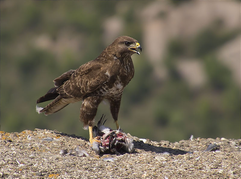 Aligot comú (Buteo buteo)