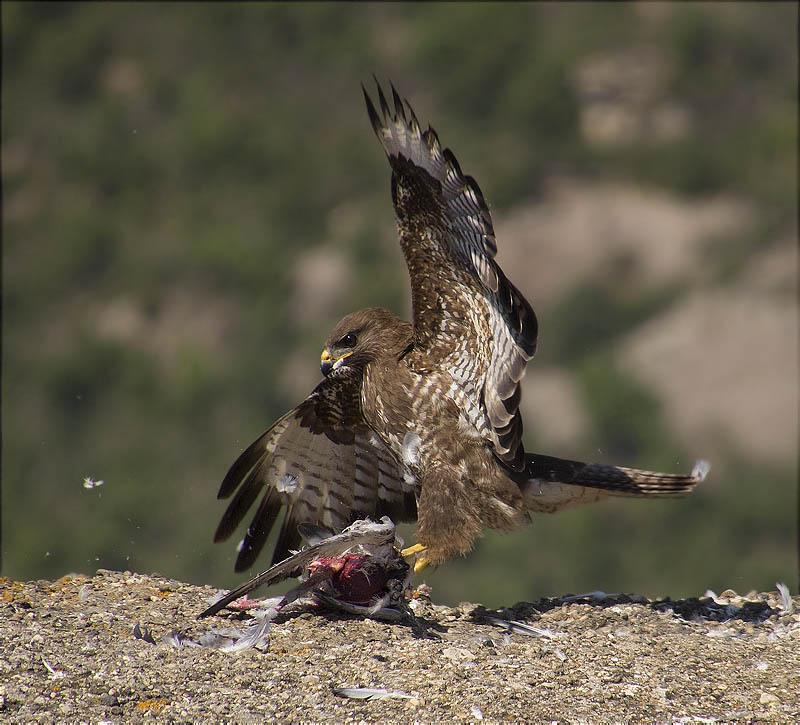 Aligot comú (Buteo buteo)