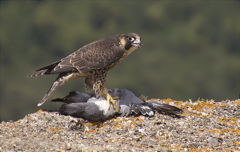 Jove de Falcó peregrí (Falco peregrinus)