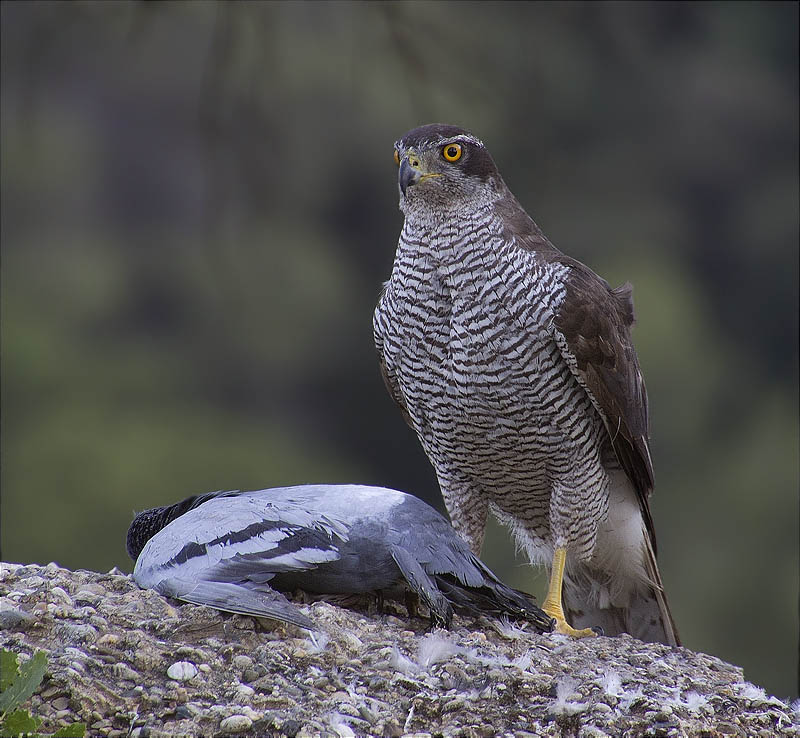 Arriba una Femella d'Astor (Accipiter gentilis)