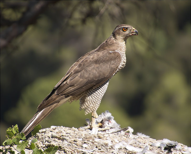 Mascle d'Astor (Accipiter gentilis)