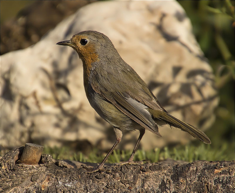 Pit roig (Erithacus rubecola)