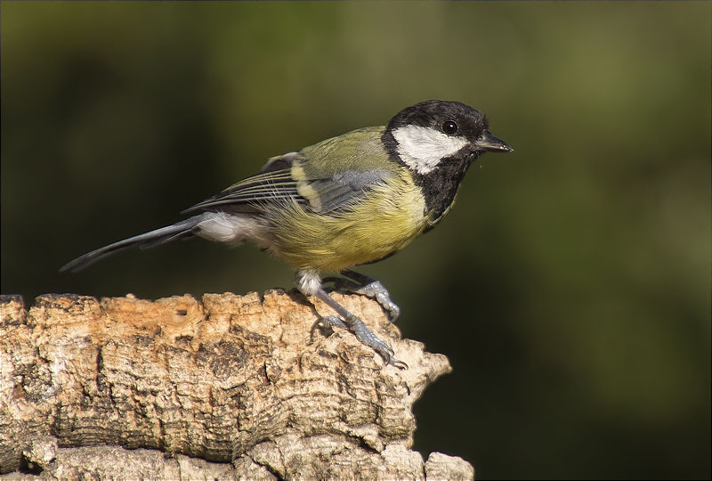 Mallerenga carbonera (Parus major)