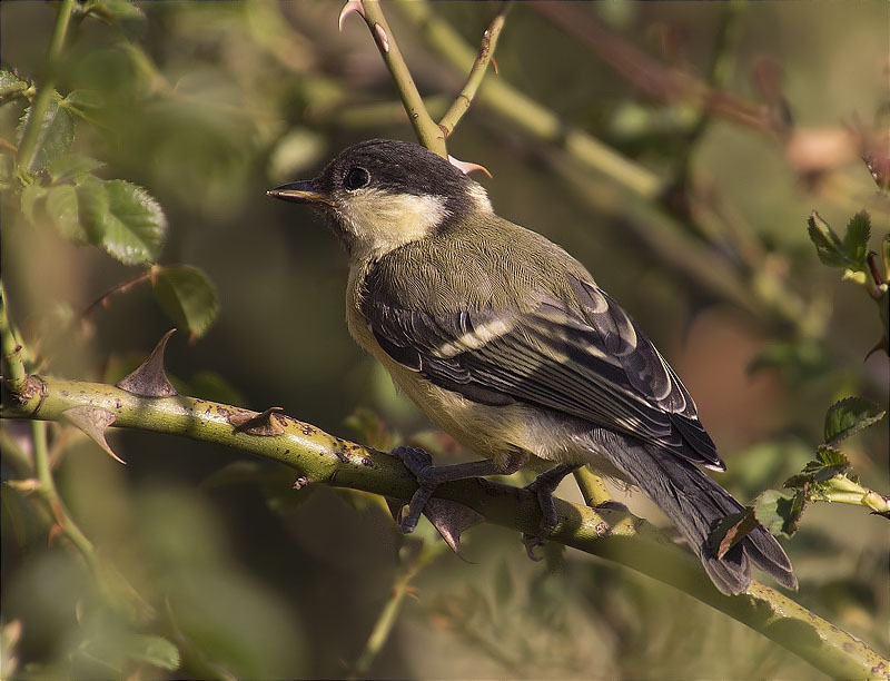 Mallerenga carbonera (Parus major)