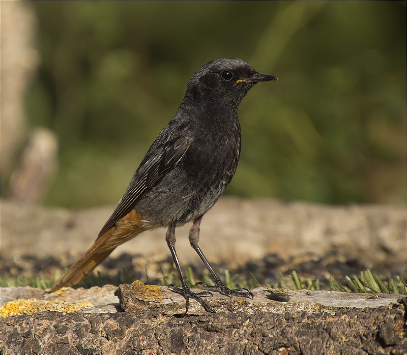 Mascle de Cotxa fumada (Phoenicurus ochruros)