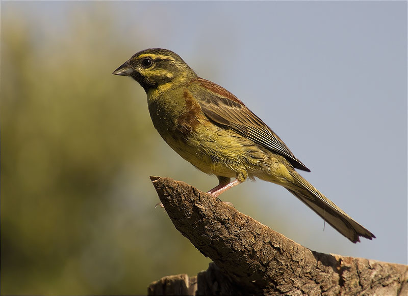 Mascle de Gratapalles (Emberiza cirlus)