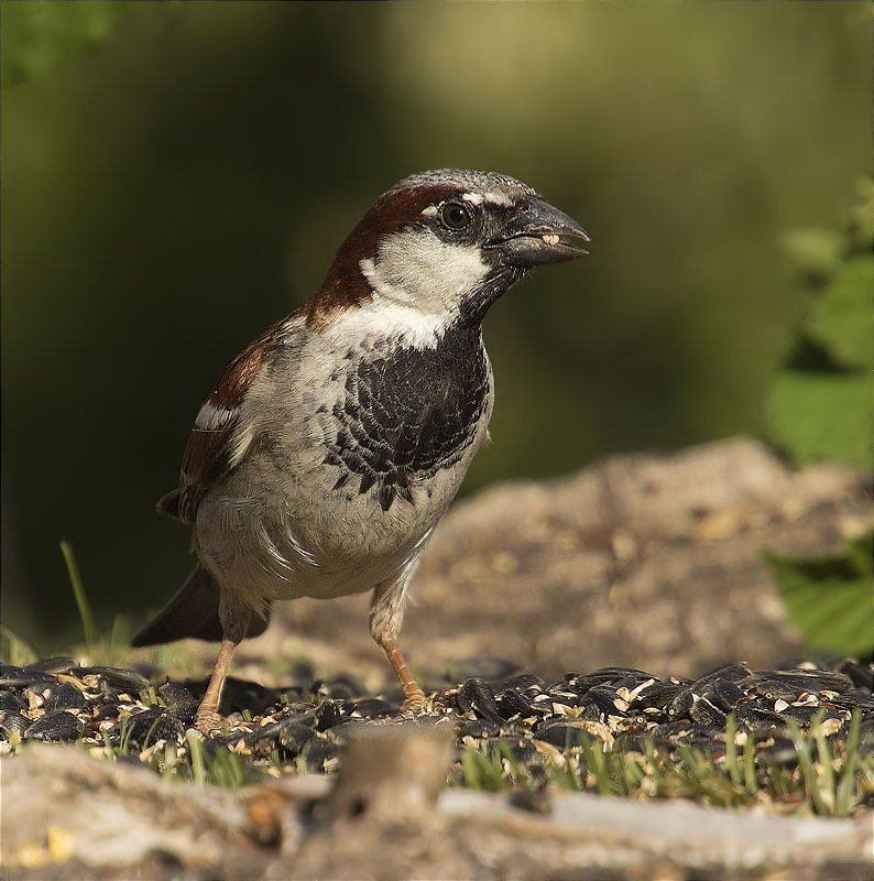 Mascle de Pardal comú (Paser domesticus)