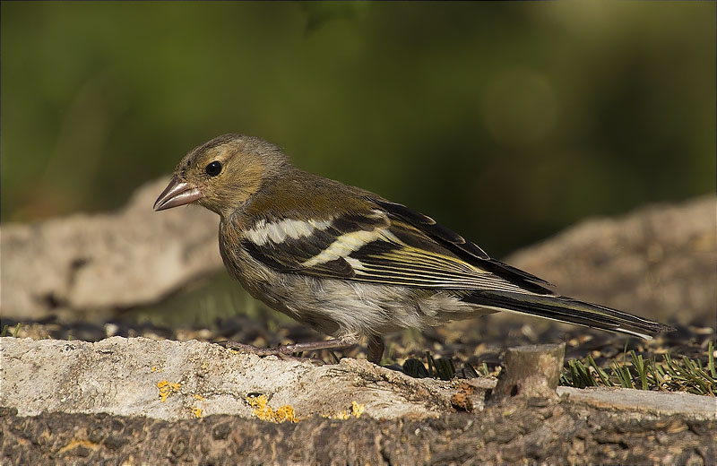 Femella de Pinsà comú (Fringilla coelebs)