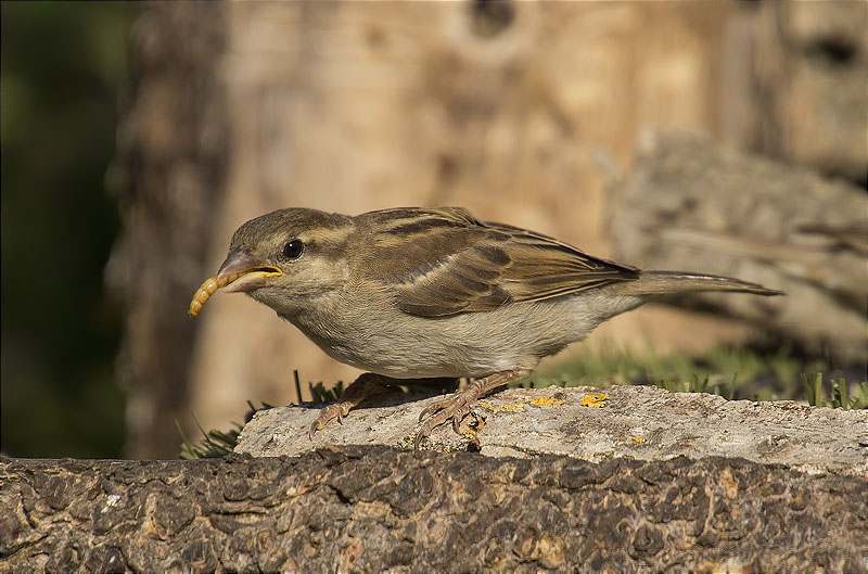 Femella de Pardal comú (Passer domesticus)