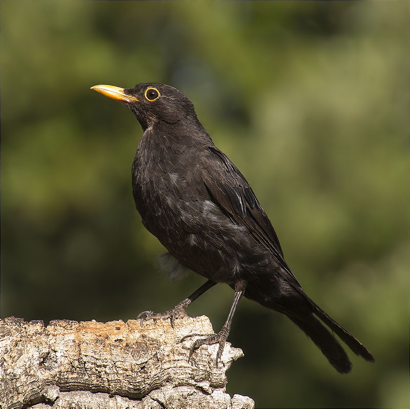 Mascle de Merla (Turdus merula)