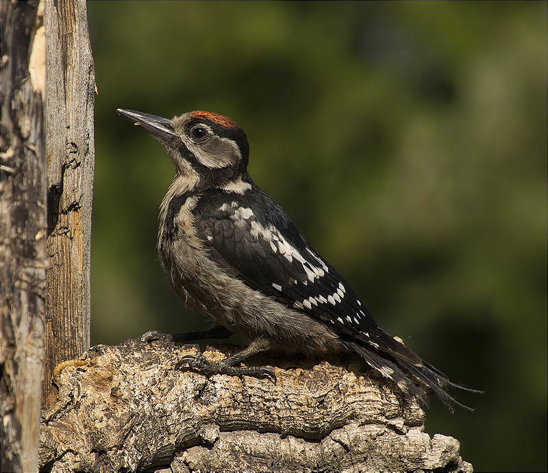 Jove de Picot garser gros (Dendrocopos major)