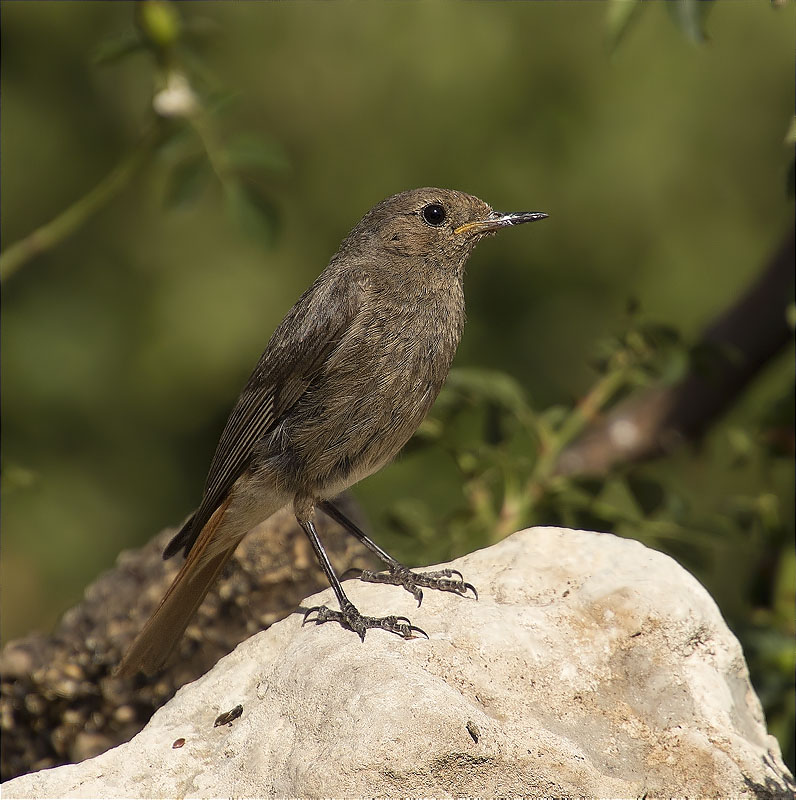 Femella de Cotxa fumada (Phoenicurus ochruros)