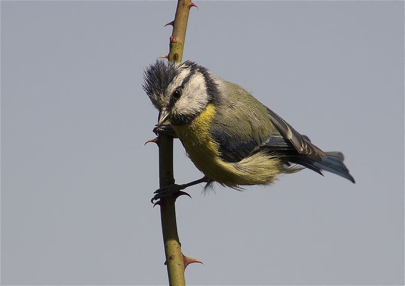 Mallerenga blava (Parus caeruleus)