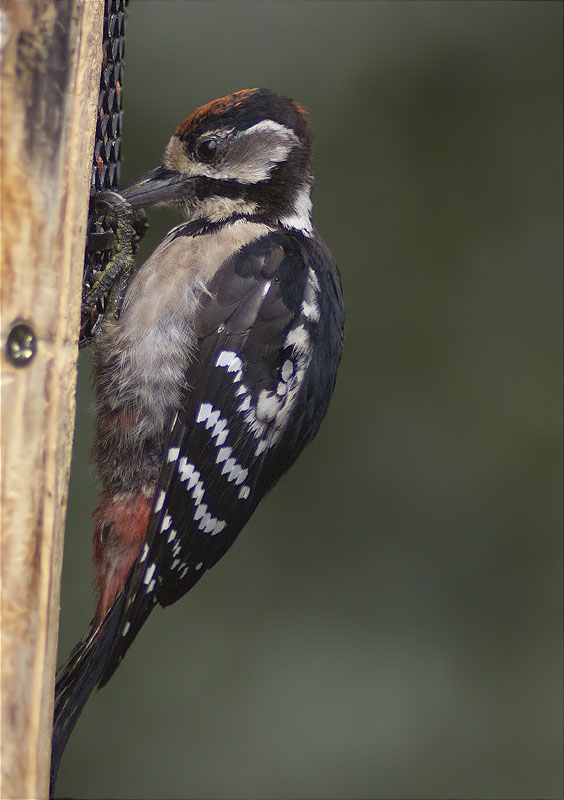 Jove de Picot garser gros (Dendrocopos major)