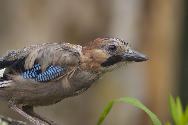 Gaig (Garrulus grandarius)