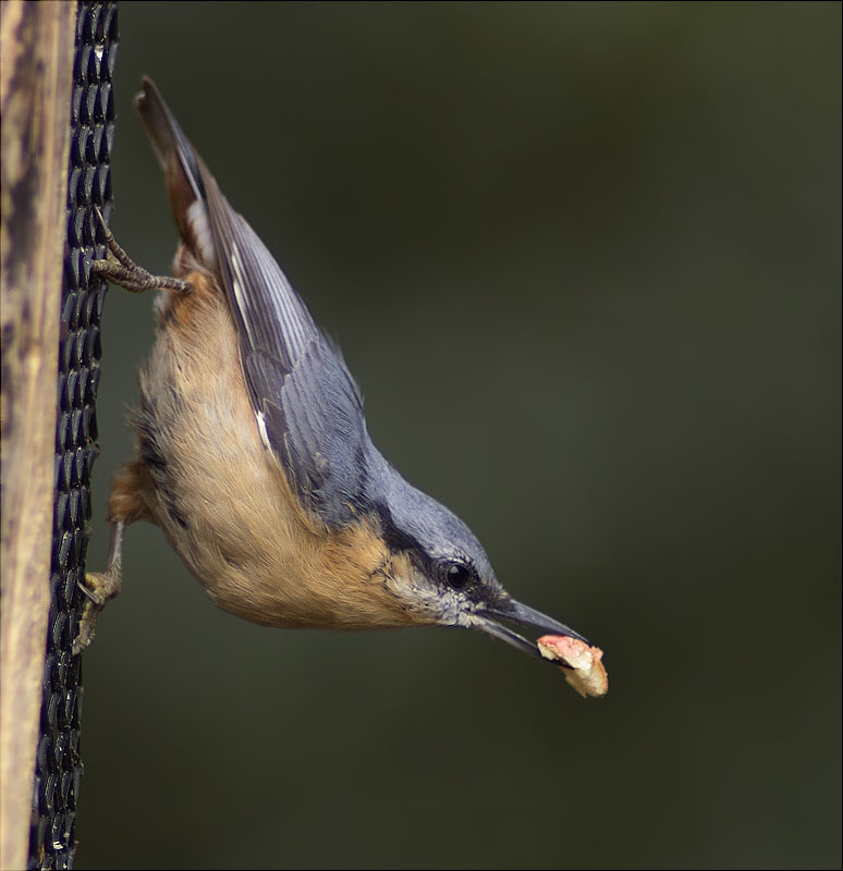 Pica-soques blau (Sitta europaea)