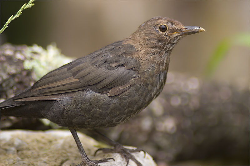 Femella de Merla (Turdus merula)