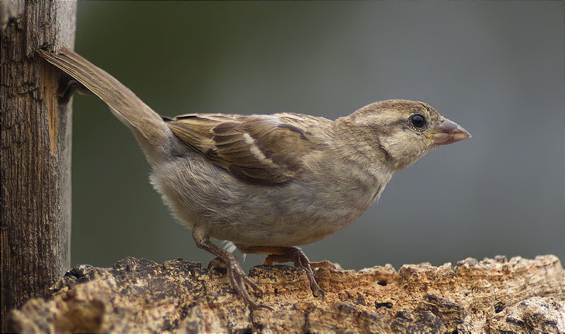 Femella de Pardal comú (Passer domesticus)