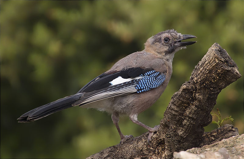 Gaig (Garrulus grandarius)