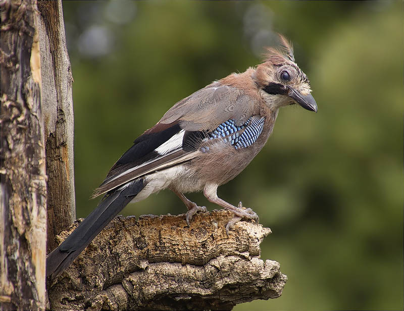 Gaig (Garrulus grandarius)