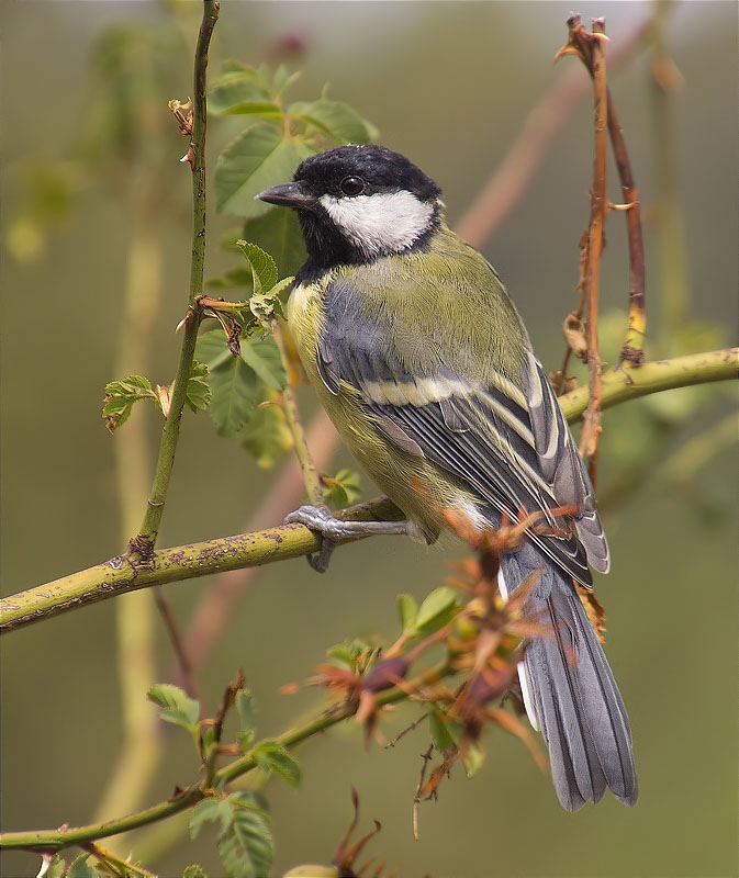 Mallerenga carbonera (Parus major)