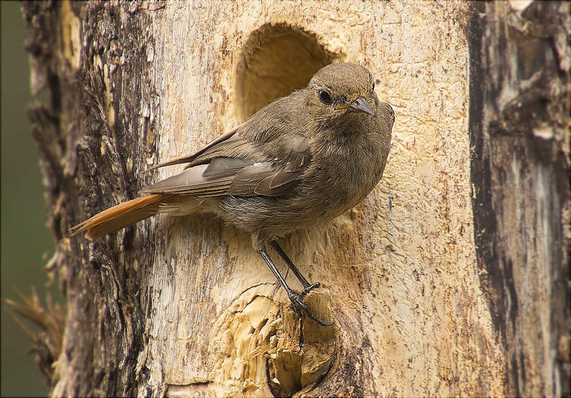 Femella de Cotxa fumada (Phoenicurus ochruros)