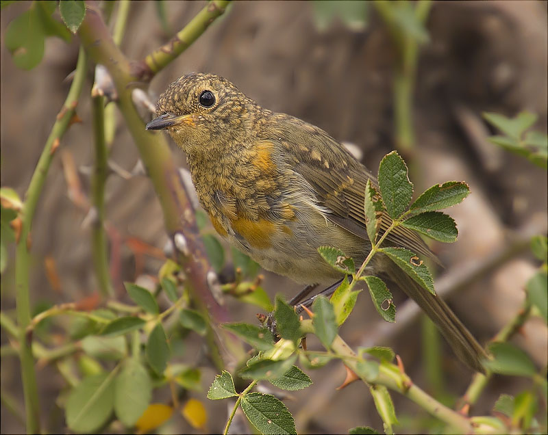 Jove de Pit roig (Erithacus rubecola)