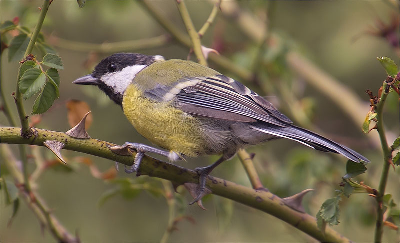 Mallerenga carbonera (Parus major)