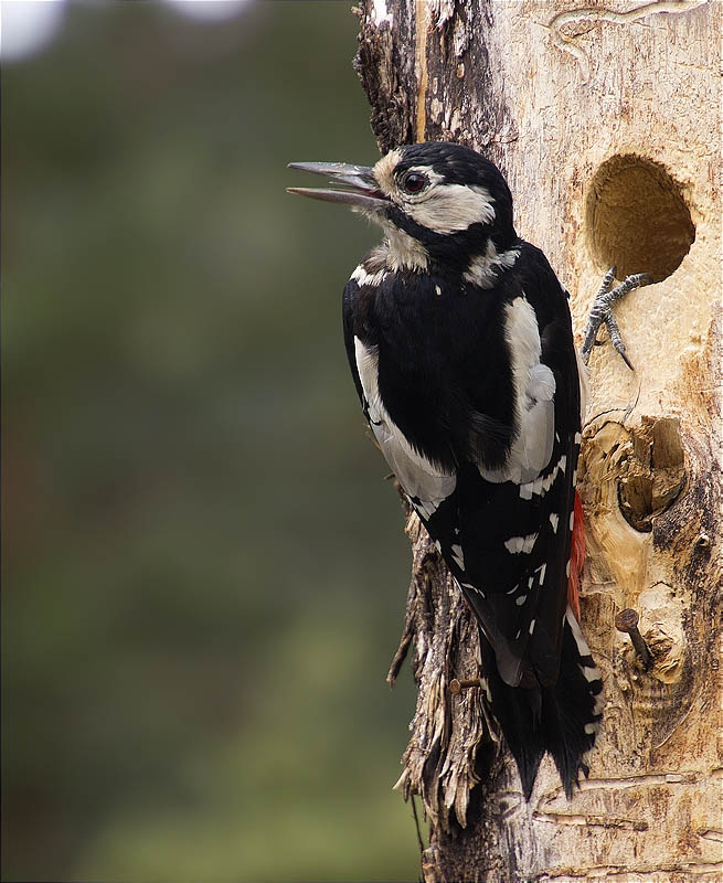 Femella de Picot garser gros (Dendrocopos major)