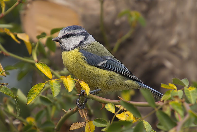 Mallerenga blava (Parus caeruleus)